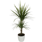 Planta de interior Dracaena Cachep Branco